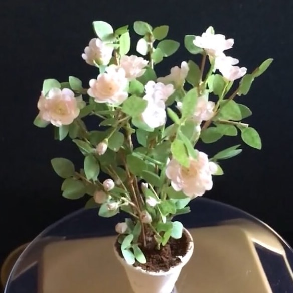 Miniature Kamelia blomster KIT