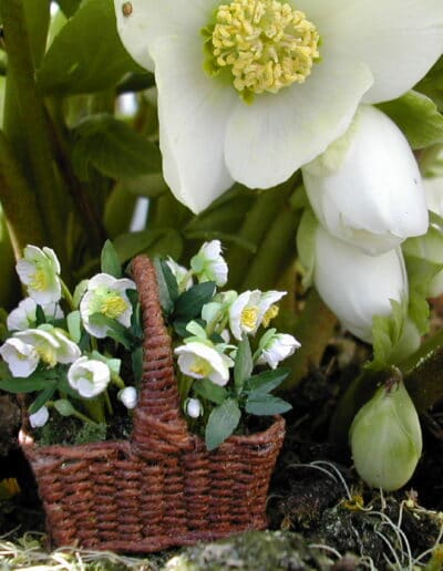 Hvid Julerose miniature blomster KIT