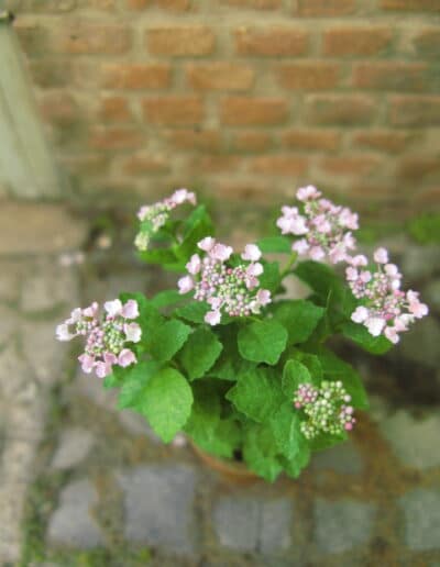 Miniature blomster Hortensia KIT 1:12