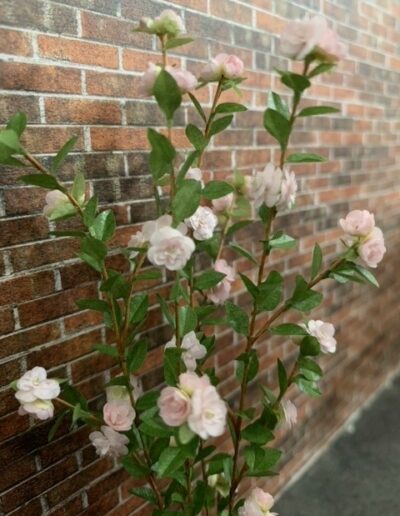 Rosa Kamelia miniature blomster KIT