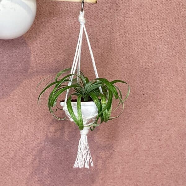 Miniature stueplante til at hænge op Chlorophytum comosom