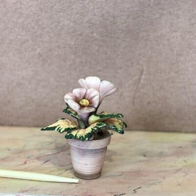 Miniature plante med støvet rosa blomster