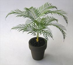 Areca palme miniature plante KIT