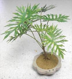 Philodendron miniature plante KIT