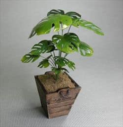 Monstera miniature plante KIT