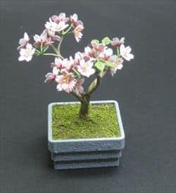 Kirsebær træ miniature bonsai KIT