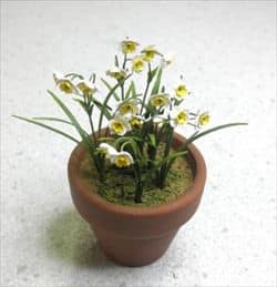 Påskelilje miniature blomster KIT