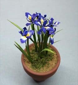 Iris miniature blomster KIT - bestem selv farven