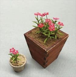 Dianthus miniature blomster KIT